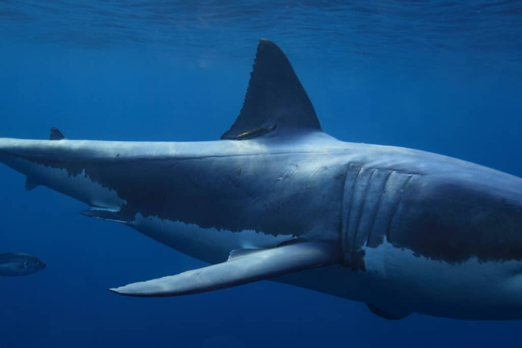 deep blue shark great white