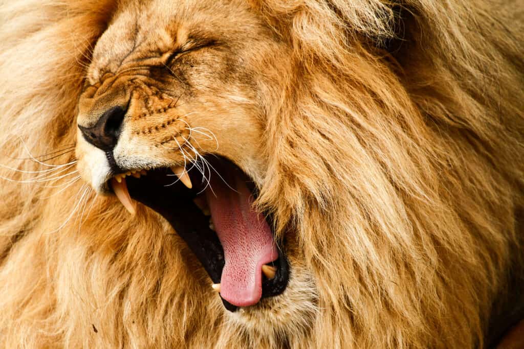 full frame of a lion's  golden head / mane. The lion's eyes are closed and it appears to be yawning, its mouth wide open, exposing its pink tongue, and itsupper and lower fangs (teeth) that appear to need a good brushing, as they are the same color as the lion's fur. 