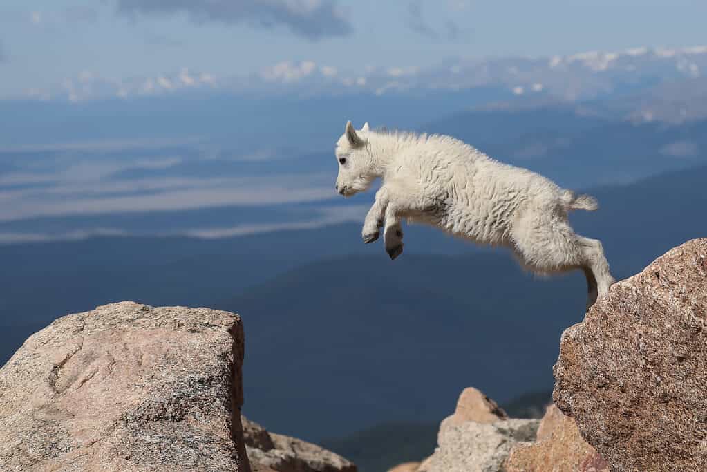 Mountain goat leaping