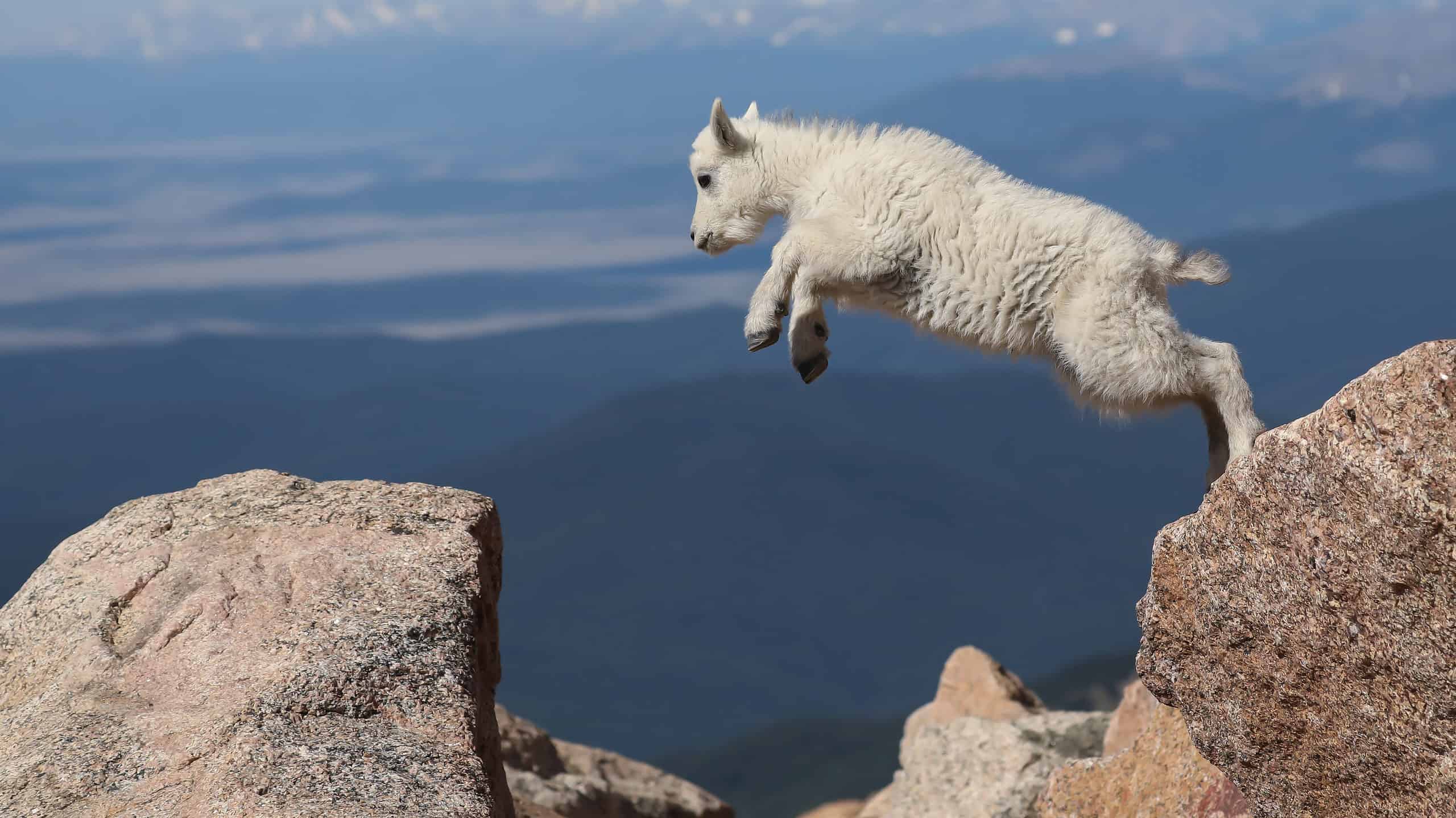 Rocky Mountain Goat Cliff