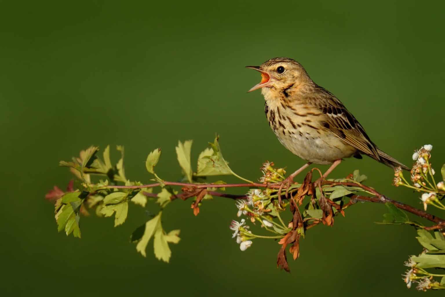 12-types-of-brown-birds-unianimal