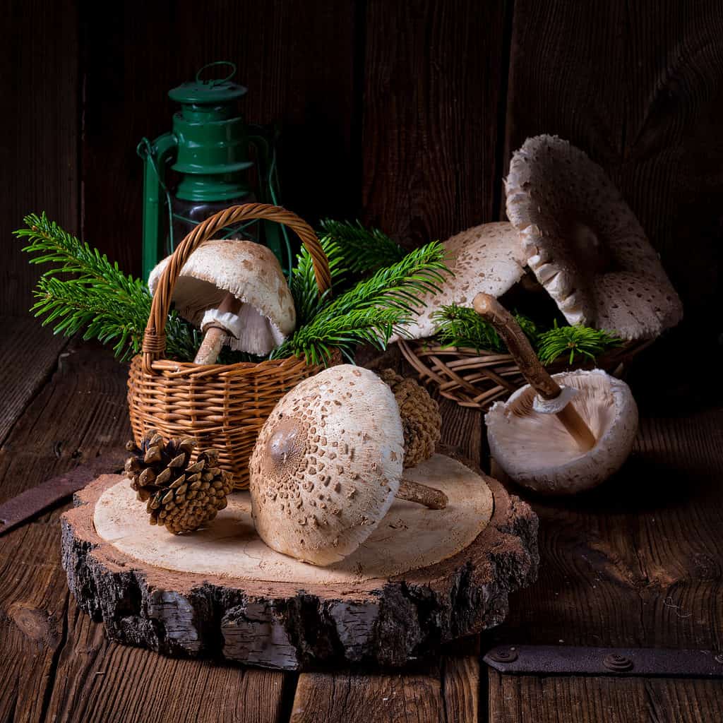 Parasol mushrooms gathered and placed on wood and greenery