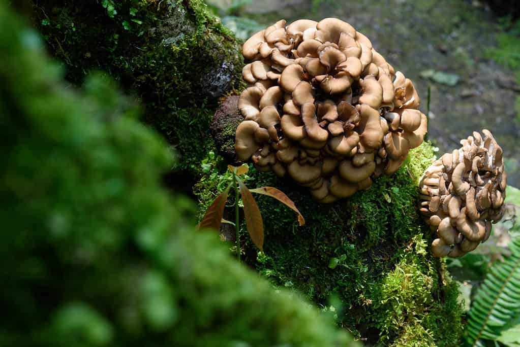Maitake mushrooms growing in nature
