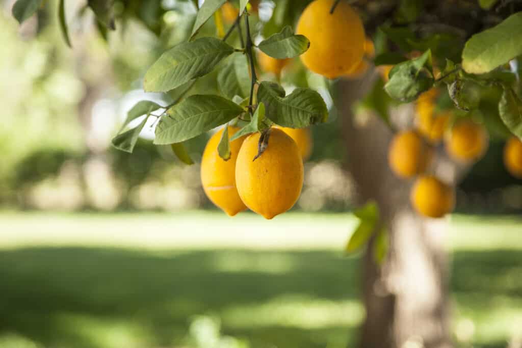 Are Lemons A Fruit Or Vegetable? The Key Reasons