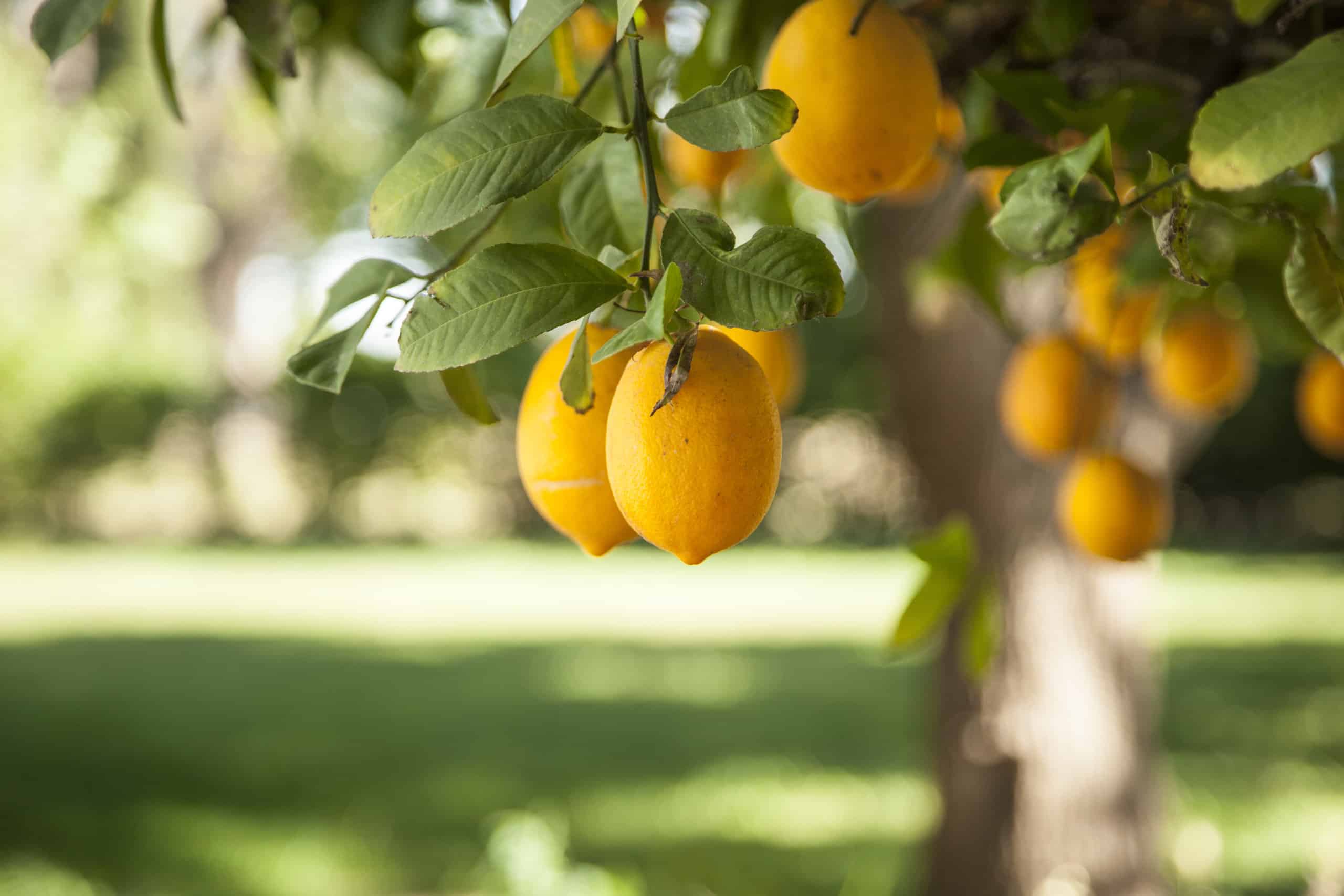 Ripe Meyer lemons hanging from a tree with bright green leaves.