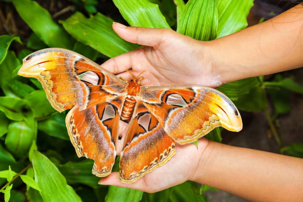 Atlas Moth