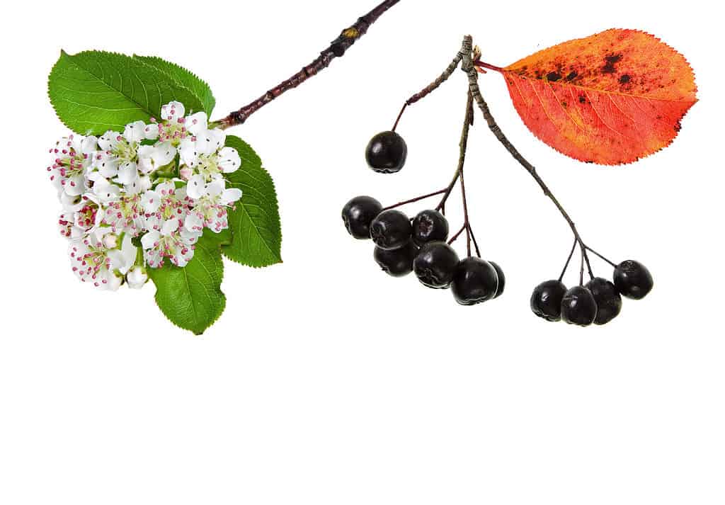 Aroinia berry plant blossom, frame left, with springtime blossoms in clusters of white 5 petaled flowers and bright green oval-shaped leaves. Frame right is an aronia berry branch with one orange nd red leaf still clinging to the branch, upper right frame/ Below the single autumn leaf are two clusters of nearly black berries, the rightmost cluster having four berries, the middle cluster having 8 berries, and a solitary berry is visible upper center frame, above the other berries.