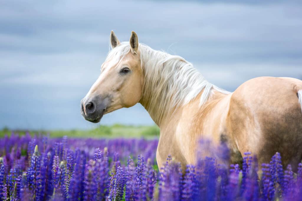 palomino horse