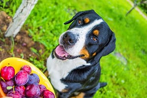 Are Plums Safe For Dogs To Eat? photo