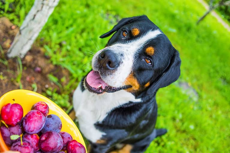 dog and plum