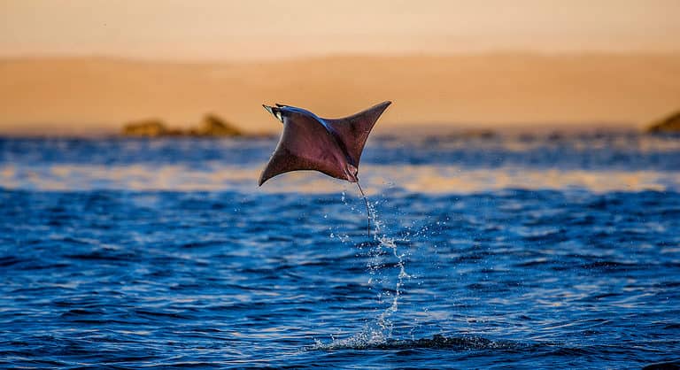 Mobula Ray jumping