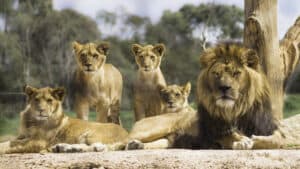 Watch a Daredevil Explain Why He Loves Sneaking Up On and Scaring Huge Lions photo