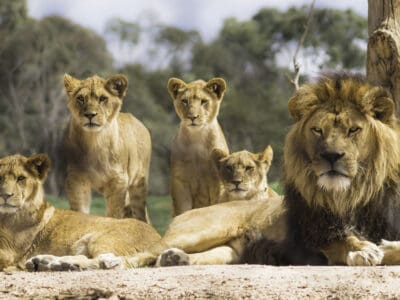 A Watch a Daredevil Explain Why He Loves Sneaking Up On and Scaring Huge Lions