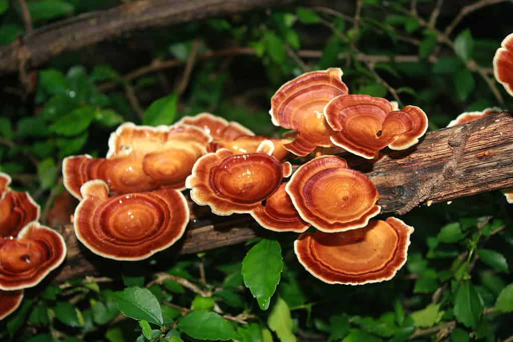 reishi mushrooms growing on tree branch