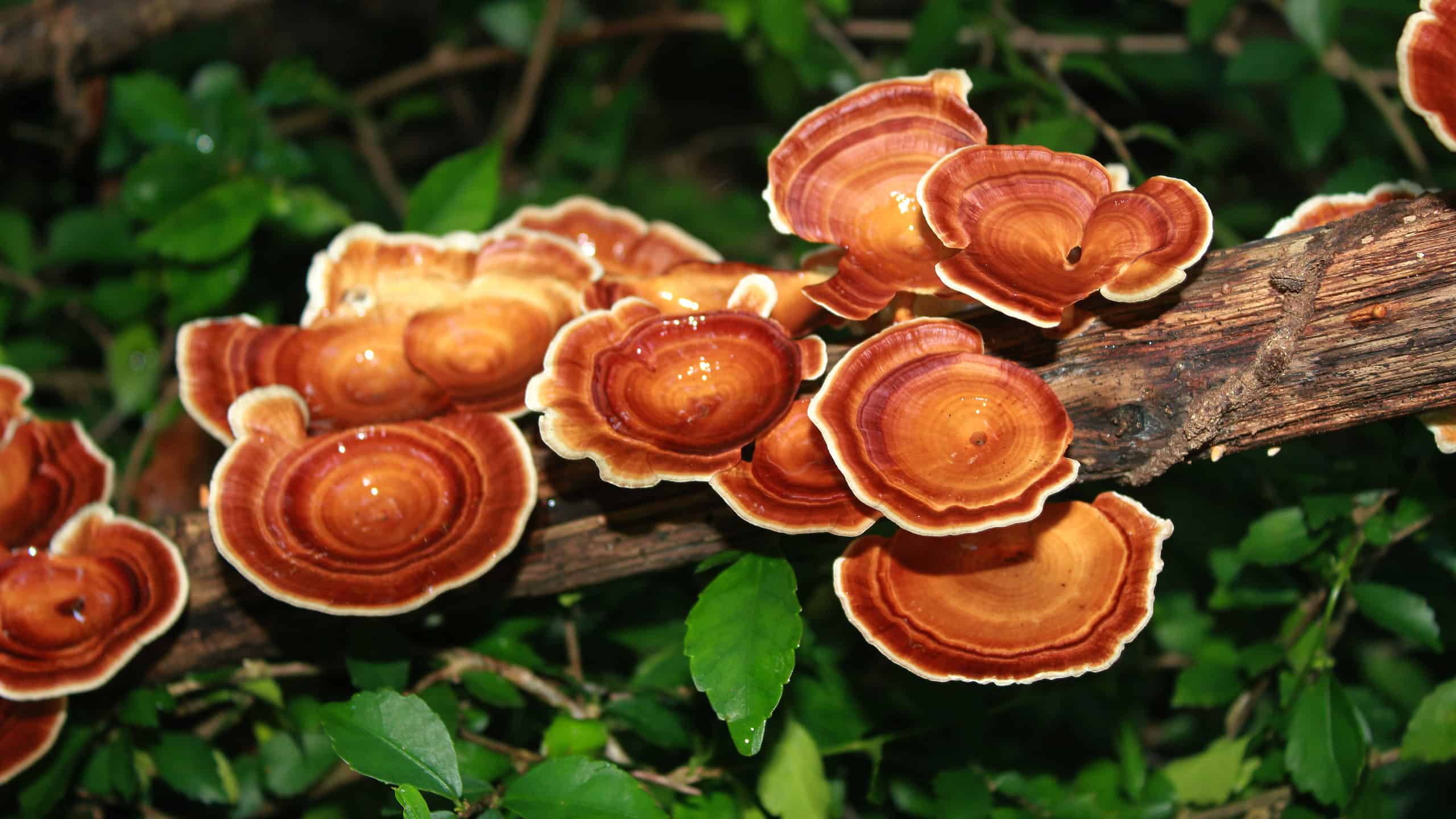 Reishi Mushrooms: A Complete Guide