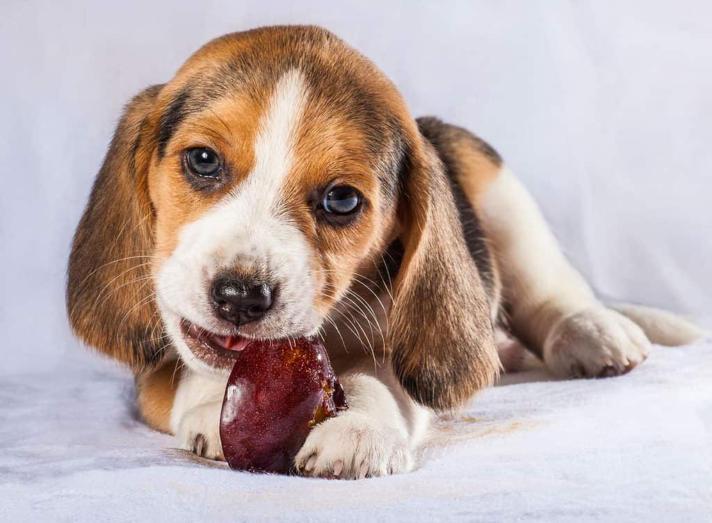 Beagle puppy plum