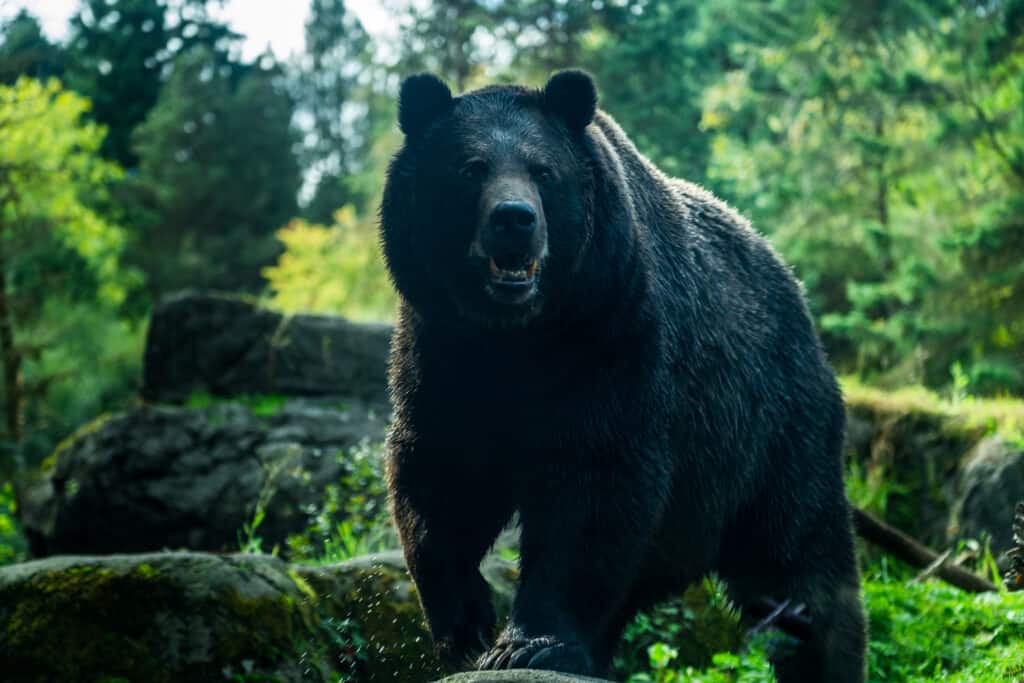 black bear