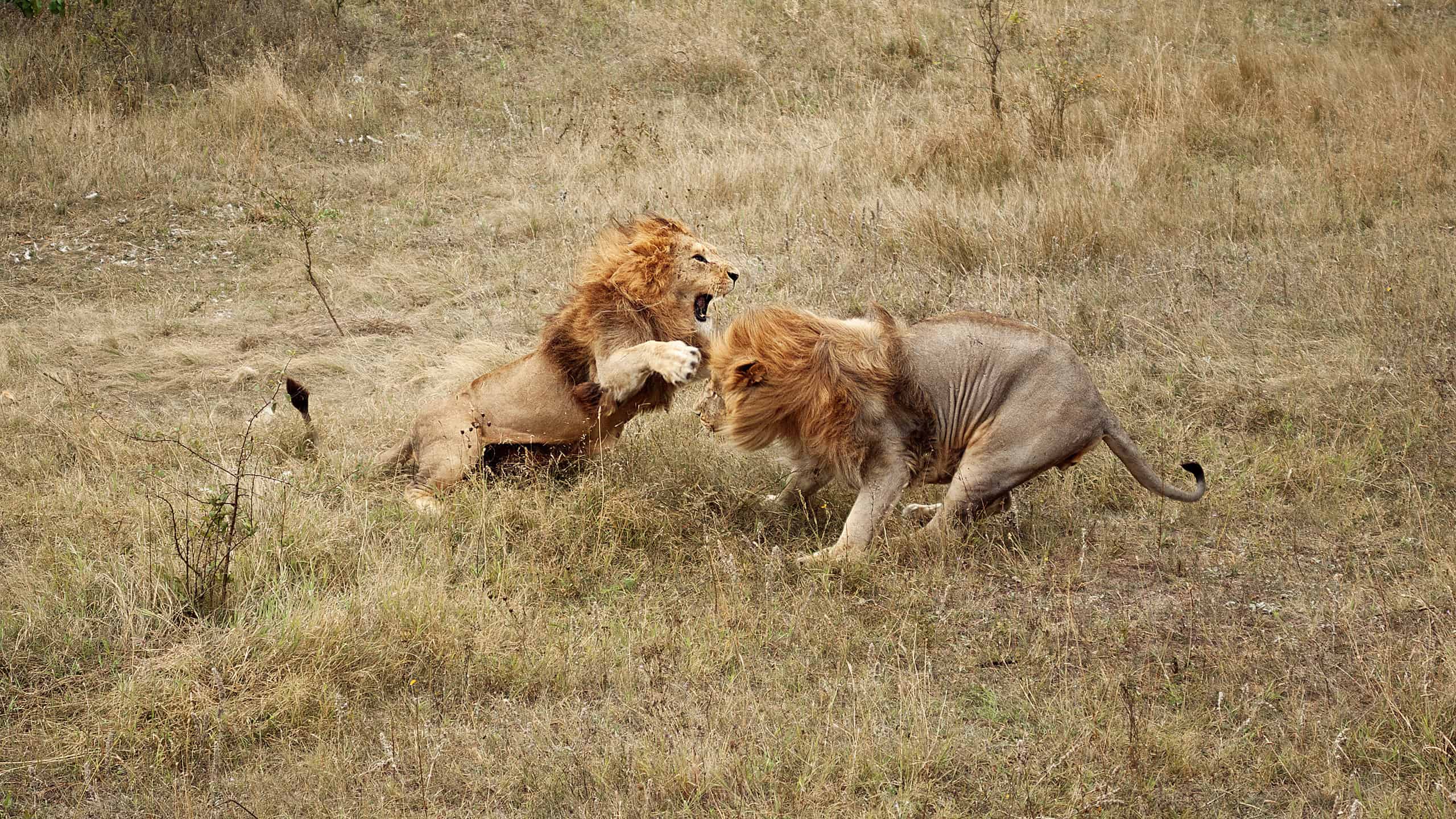 Two male lions fighting
