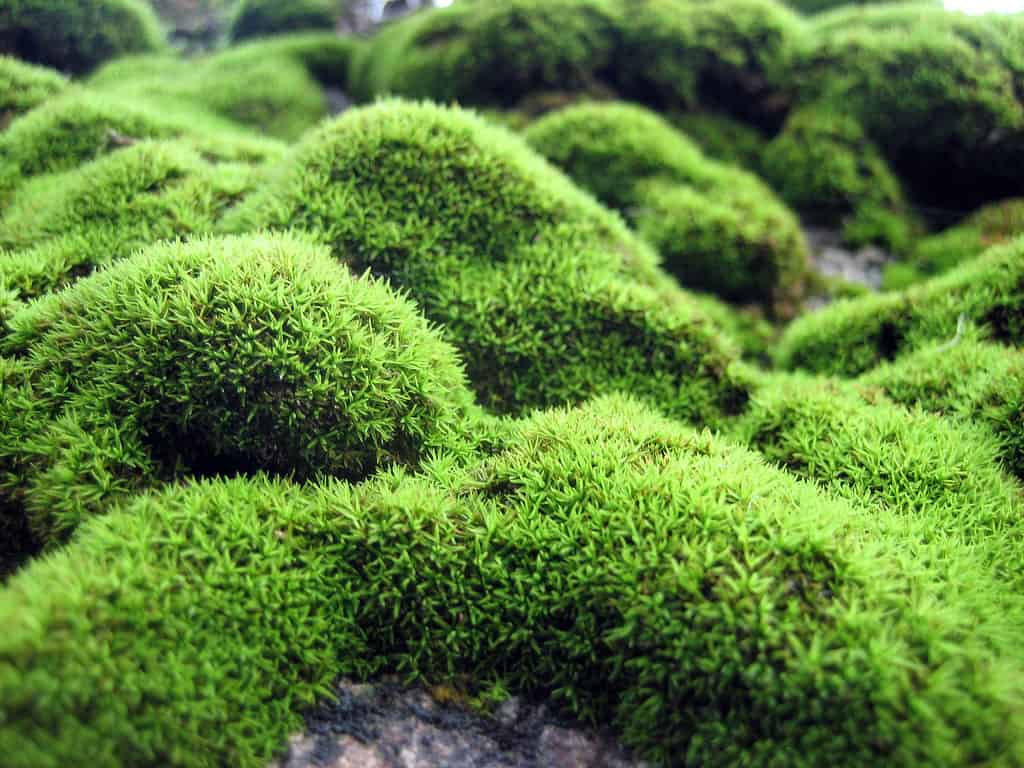 Full frame: Green Irish moss. It is growing ivery unevenly, as if over objects (rocks/) in its path.