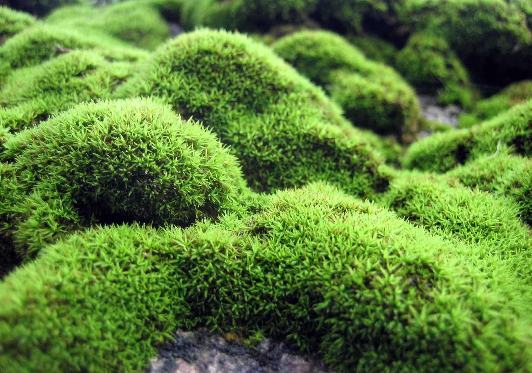 Scotch Moss vs. Irish Moss AZ