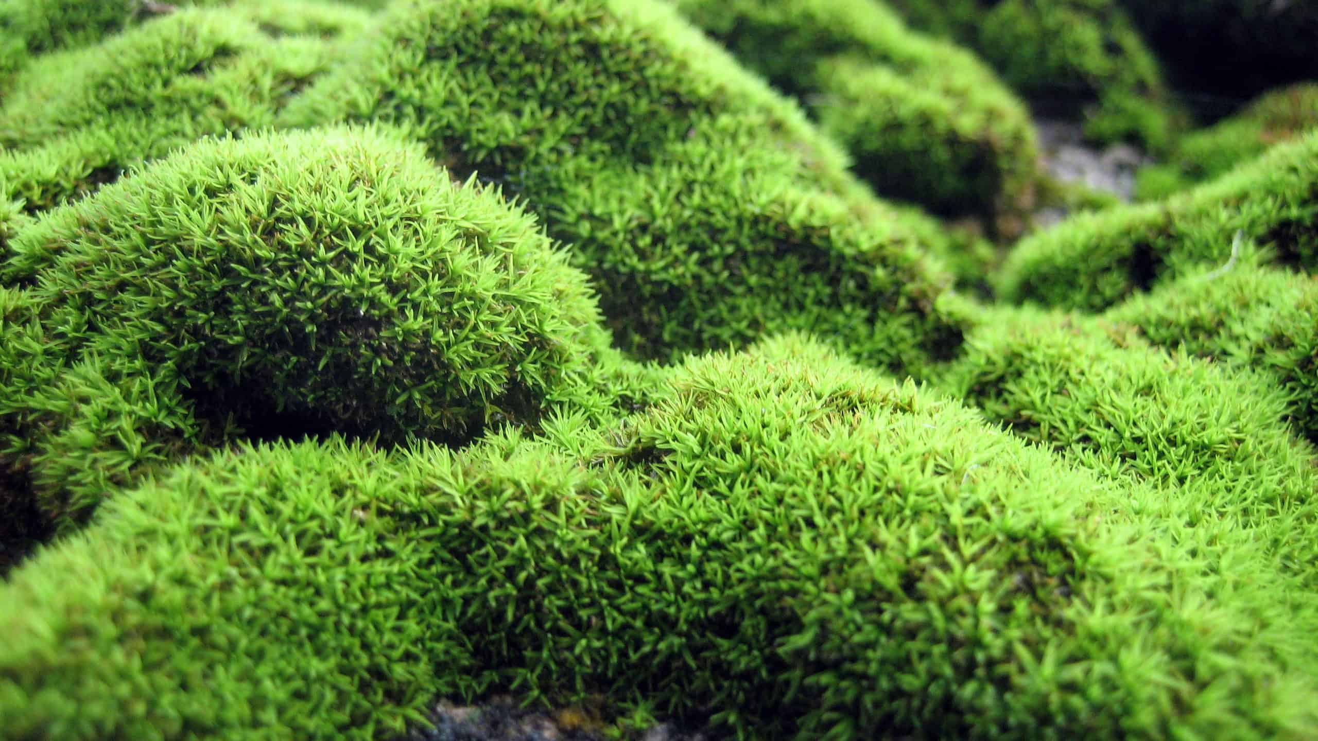 How to Grow and Care for Scotch Moss