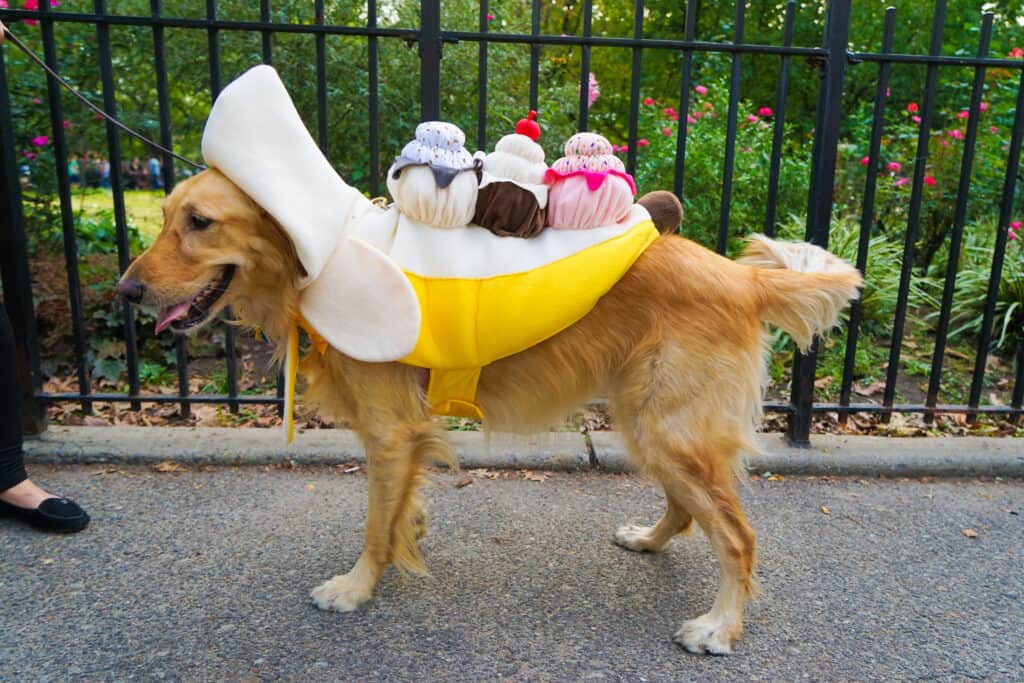 For a different kind of holiday fun, grab your favourite furry friend and dress up for the Tompkins Square Park Halloween Parade.