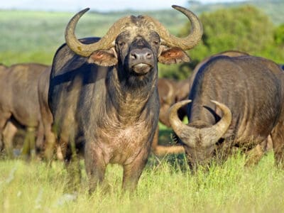 A Buffalo Quiz: What Do You Know?