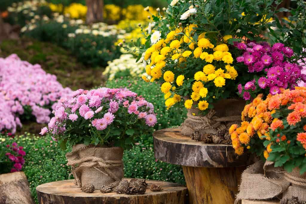 potted chrysanthemum plants placed carefully in garden