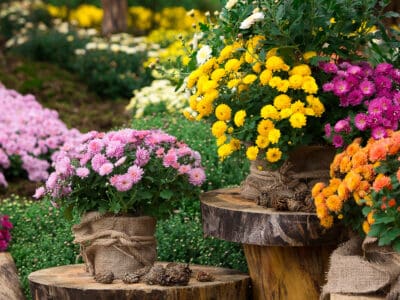 A Chrysanthemum vs. Daisy: 5 Differences Between Some Flower Favorites
