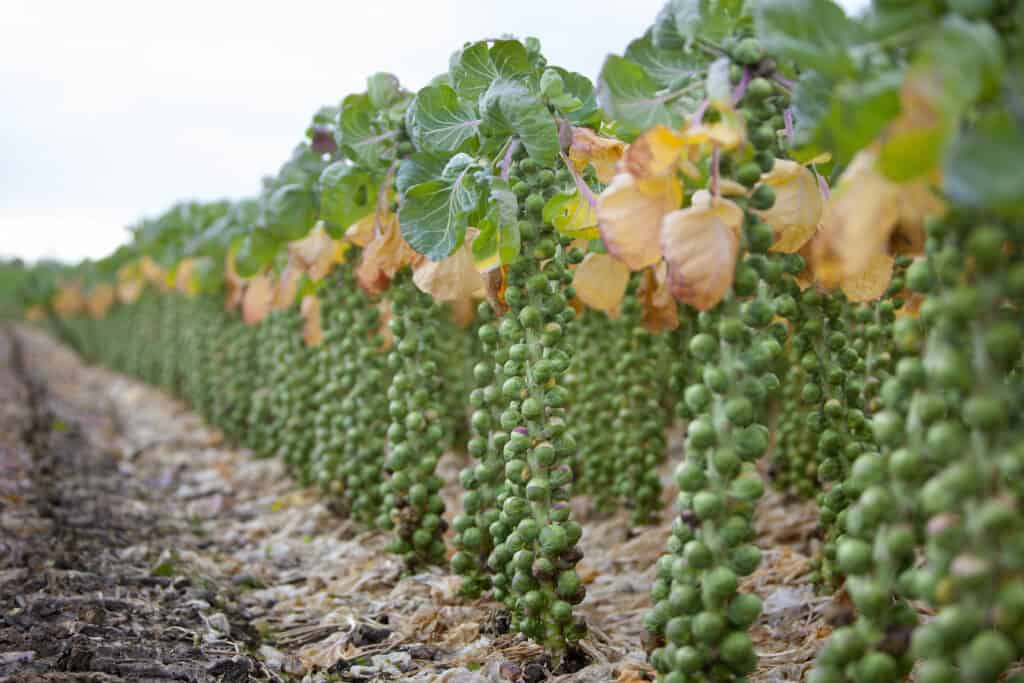 Brussels sprouts growing on stalks in a field