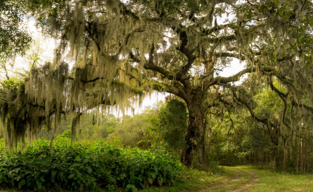 Massive live oak tree at a distance takes up the frame. The tree's libs are draped heavily with Spanish moss. The tree is in a natural setting surrounded by greenery with asky in between he green.