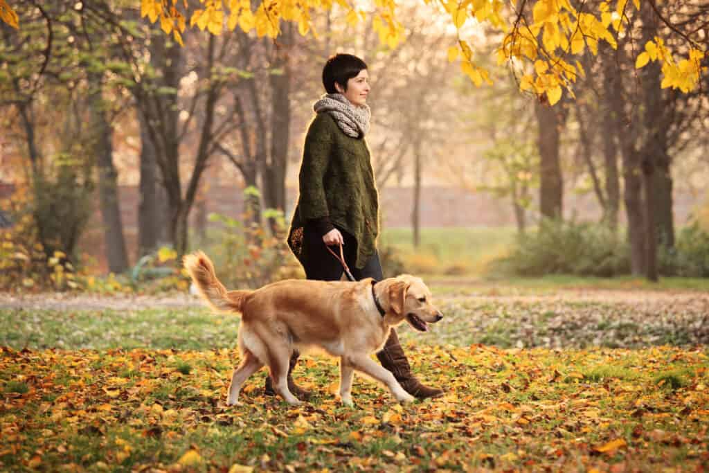 Center frame: a female presenting human with short dark hair and light skin, dressed in a long sleeved knitted brown poncho, with a taupe scarf wrapped her neck is walking a gold dog in fall setting with yellow leaves on the ground and the trees