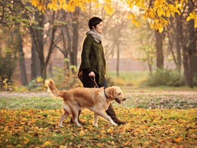 A Labs as Hunting Dogs: 6 Pros and 4 Limitations