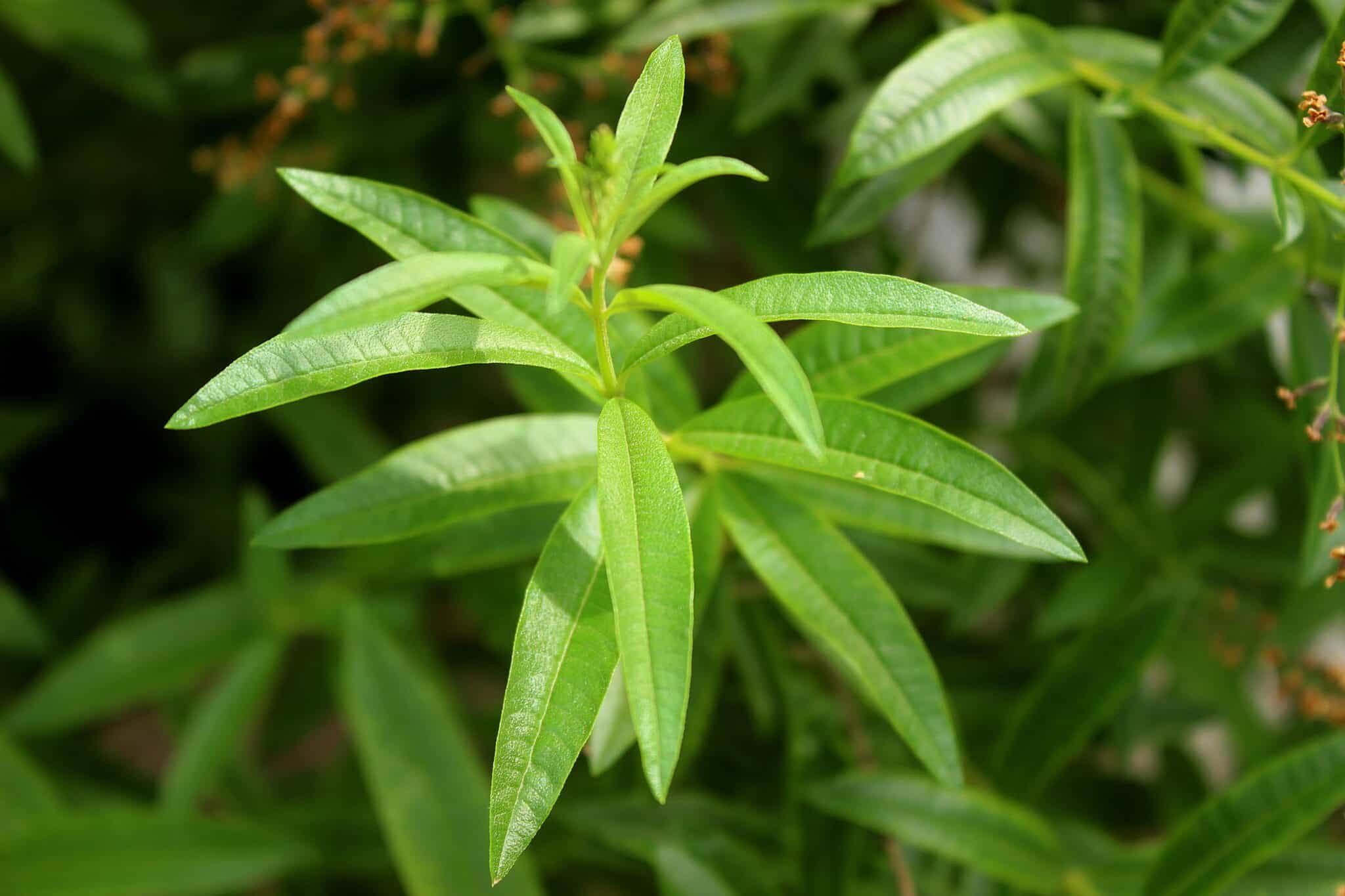 Verbena vs. Lemon Verbena: Floral or Fragrant?