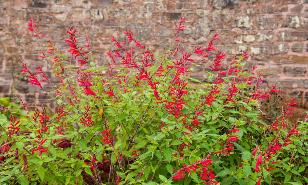 Mexican Red Sage (salvia fulgens)