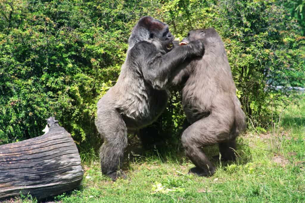 gorillas fighting, male vs female gorillas