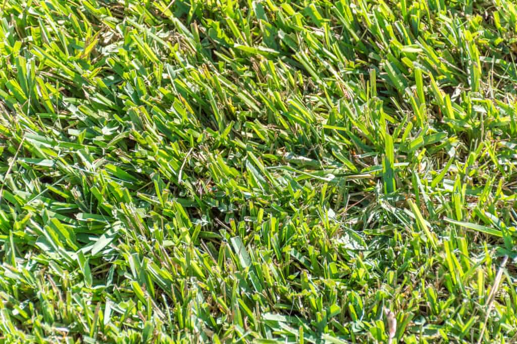 Centipede grass (eremochloa ophiuroides)