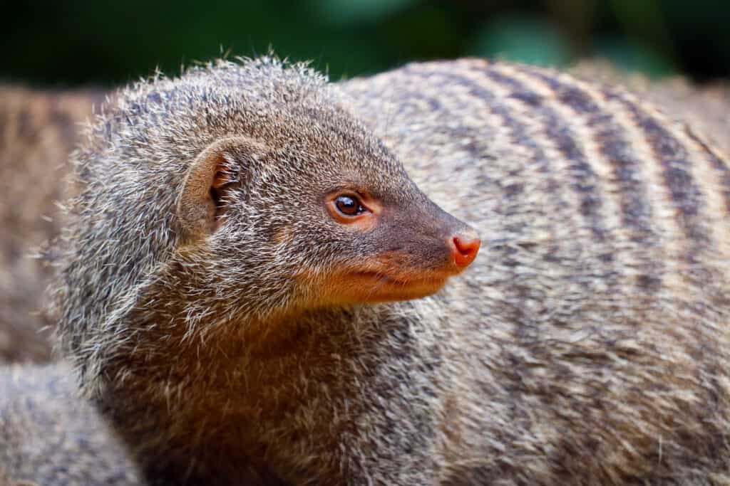 mongoose