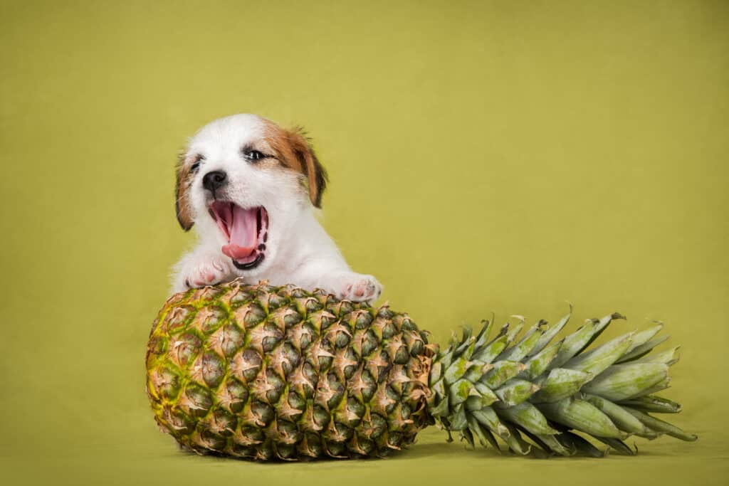 A white with tan Jack Russell terrier with a whole pinea[ple. The dog's moth is open as if it is smiling for the camera.