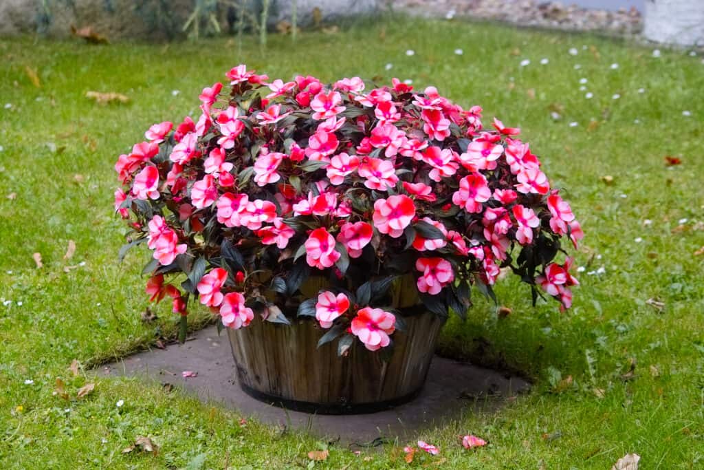 Potted red and white impatiens in barrel