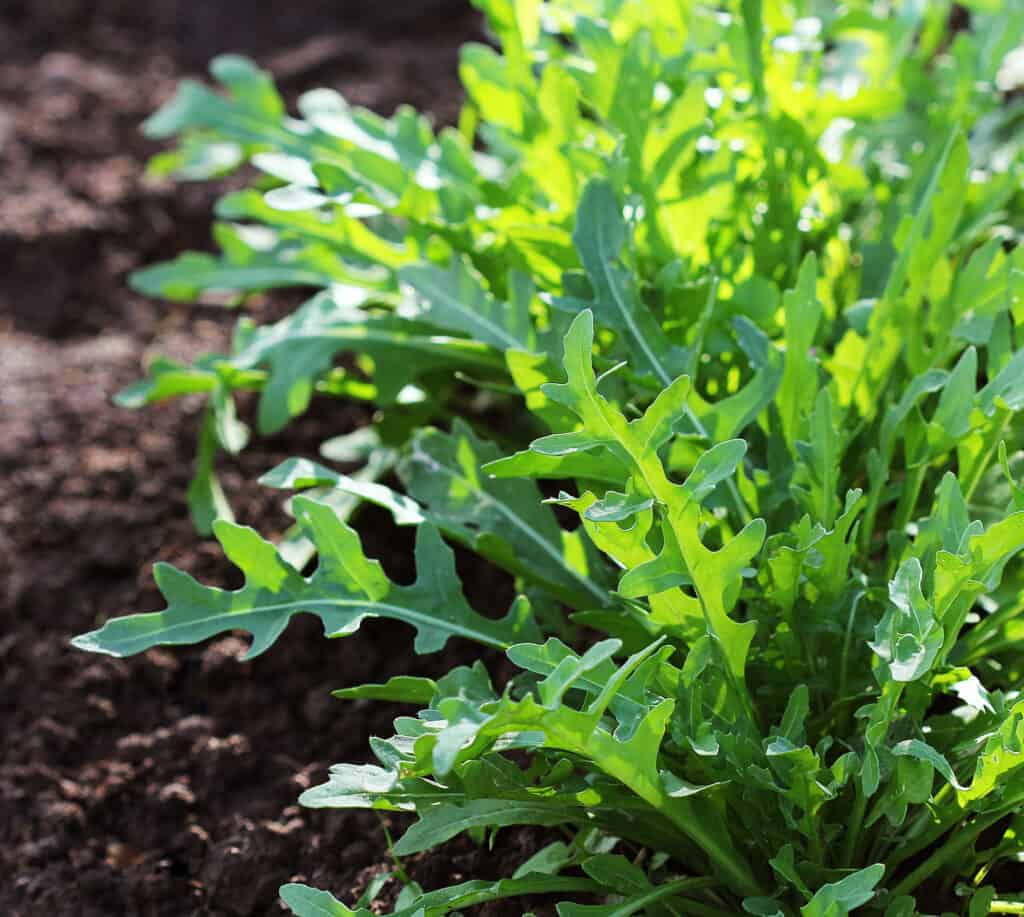 Arugula growing in garden