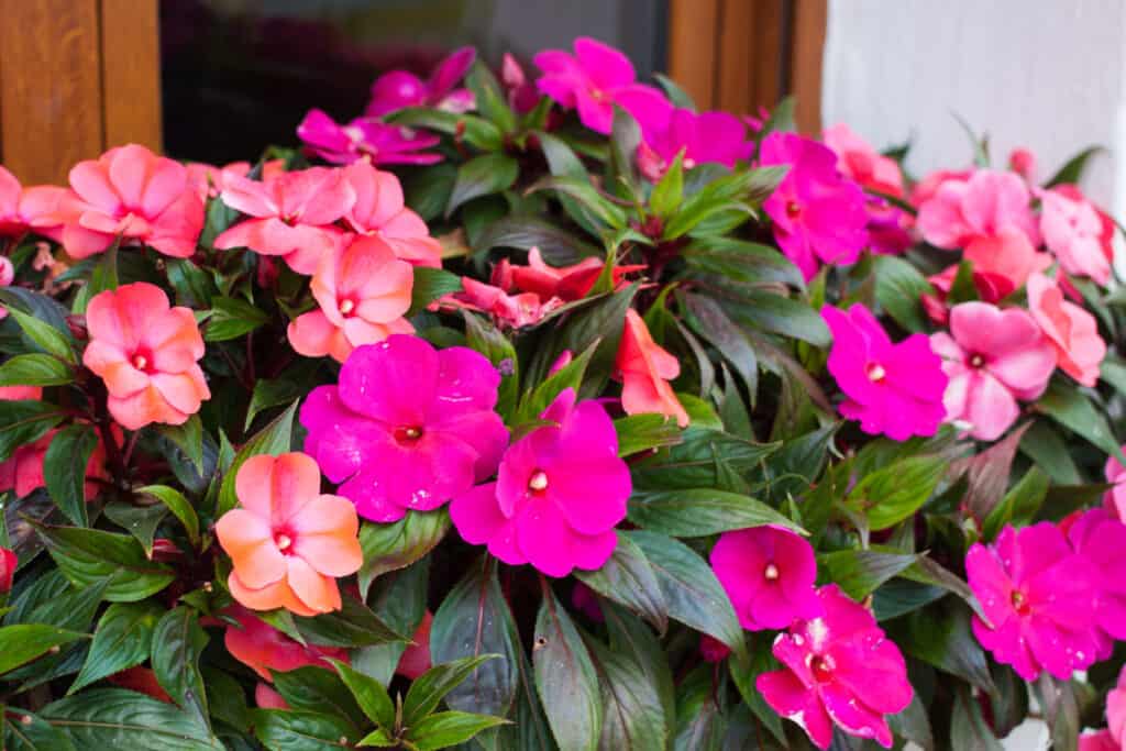 bright pink impatiens flowers