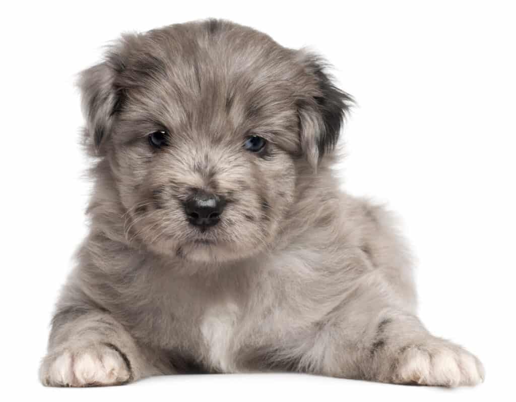 Pyrenean shepherd puppy