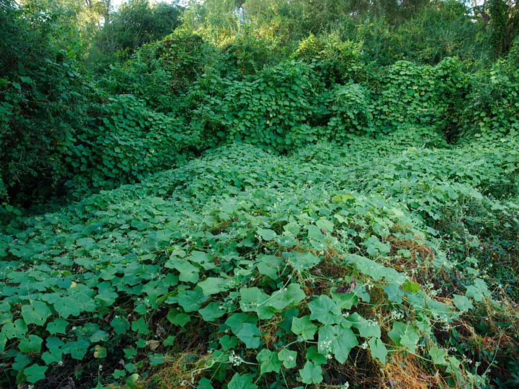 Kudzu a fast-growing invasive vine