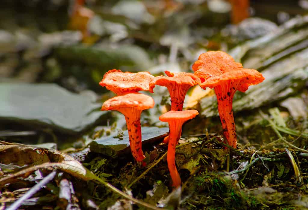 Cantharellus cinnabarinus or red chanterelle mushrooms growing out of the forest floor