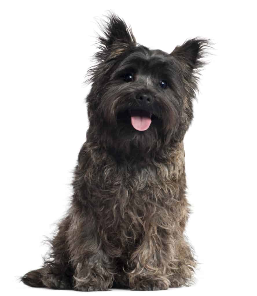 What Kind of Dog Is Toto from the Wizard of Oz? Breed Information ...