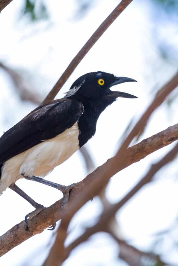Full frame of a white-naped jay, facing right, with its beak open, as if talking, The bird is mostly black with a white underbelly, and a barely visible whiteness about its nape (back of its head). The bird has a round black pupil in the center of a round yellow iris. The bird is perched on a naked tree limb, Indistinct grey/white background.