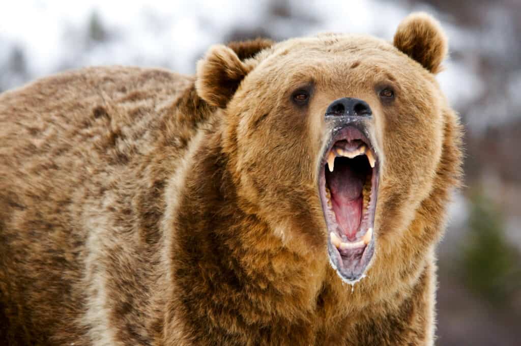 Grizzly Bear Roar