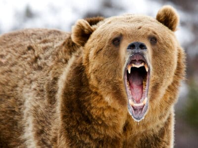 A Epic Battles: 5 Bobcats vs. A Grizzly Bear