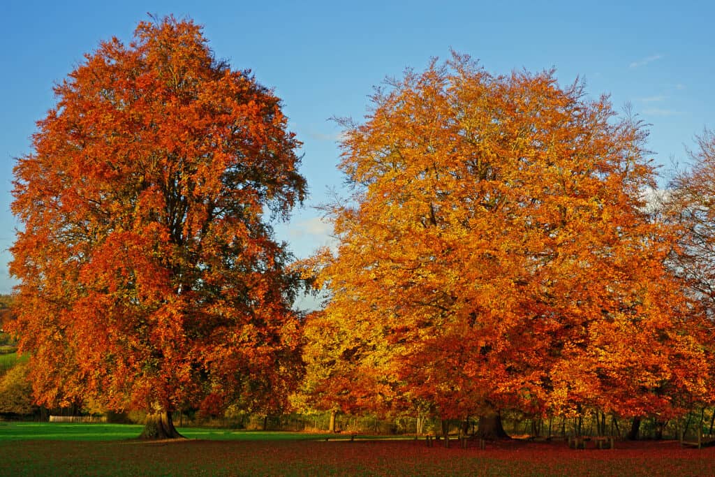 European beech tree